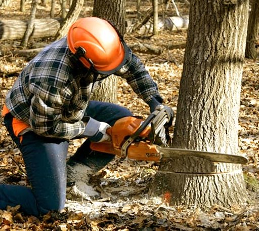 Tree Removal in Nice, CA